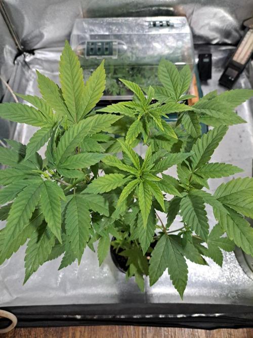 Halle Berry CLONE. Week 7