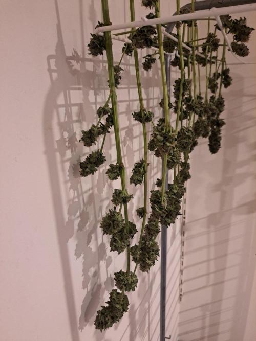 Zoap Rosé. Week 15