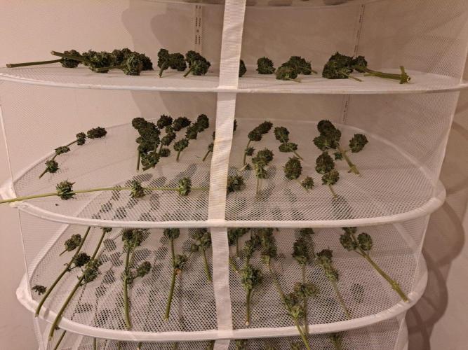 Sour Papaya. Week 15