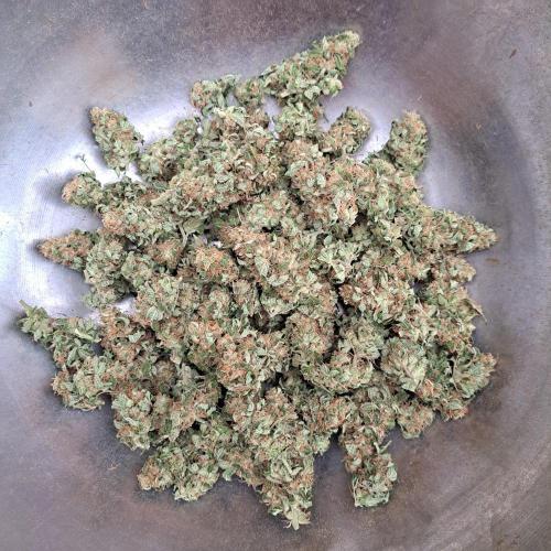 Sour Papaya. Week 15 - Plant #1