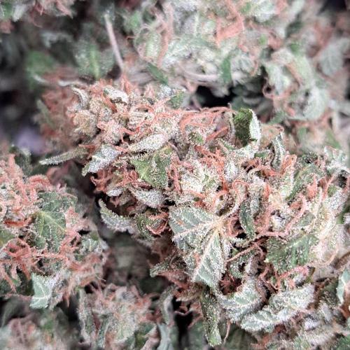 Sour Papaya. Week 15 - Plant #1