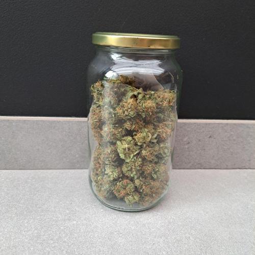 Sour Papaya. Week 15 - Plant #2