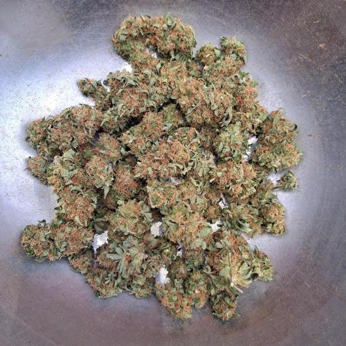 Sour Papaya. Week 15 - Plant #2