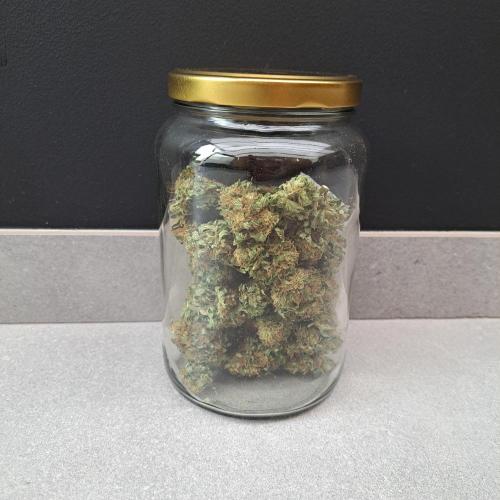 Sour Papaya. Week 15 - Plant #3