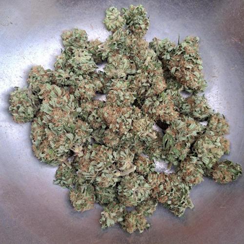 Sour Papaya. Week 15 - Plant #3