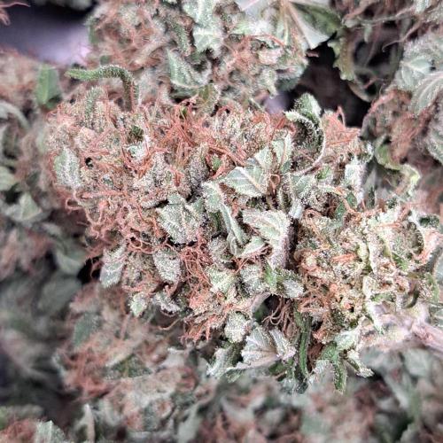 Sour Papaya. Week 15 - Plant #3