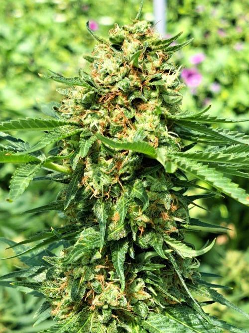 Sour Papaya. Week 15 - Plant #2