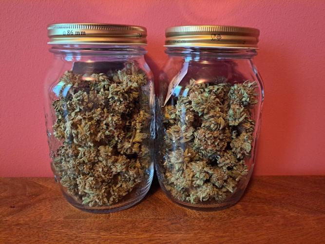 Permant Marker X Georgia Pie. Week 15 - Plant #1 (left) 
Plant #2 (right)