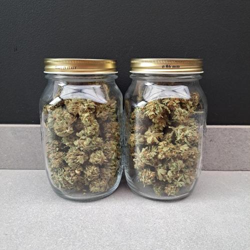 Permant Marker X Georgia Pie. Week 15 - Plant #1 (left) 
Plant #2 (right)
