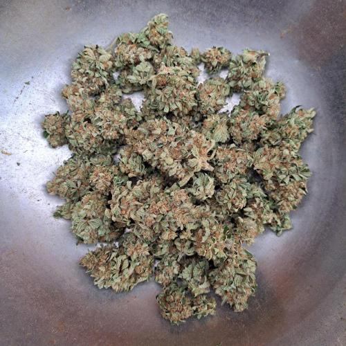 Permant Marker X Georgia Pie. Week 15 - Plant #1