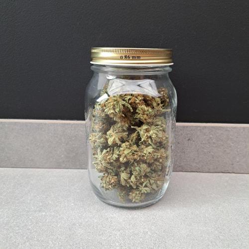 Permant Marker X Georgia Pie. Week 15 - Plant #2
