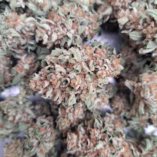 Permant Marker X Georgia Pie. Week 15 - Plant #2