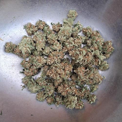 Permant Marker X Georgia Pie. Week 15 - Plant #2
