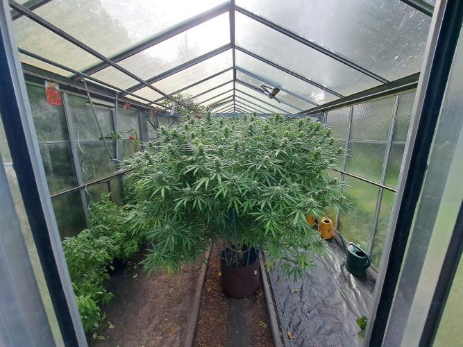 GH Biscotti#7 Zamnesia CLONE. Week 31 - DAY221 (42 days bloom)