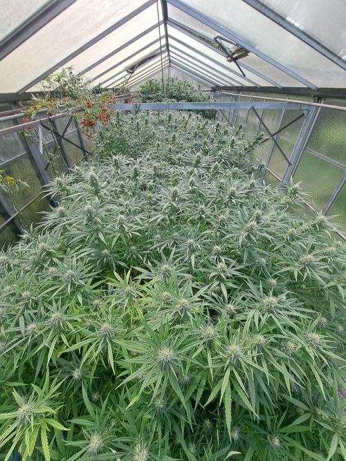 GH Biscotti#7 Zamnesia CLONE. Week 31 - DAY221 (42 days bloom)