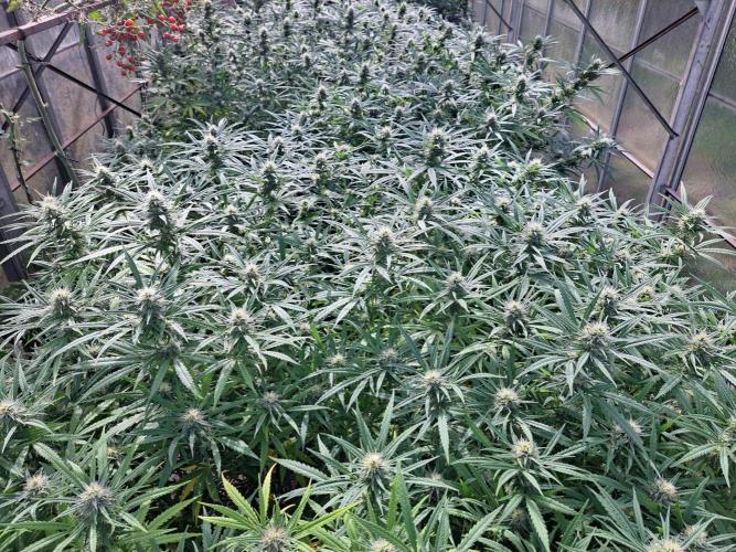 GH Biscotti#7 Zamnesia CLONE. Week 31 - DAY221 (42 days bloom)