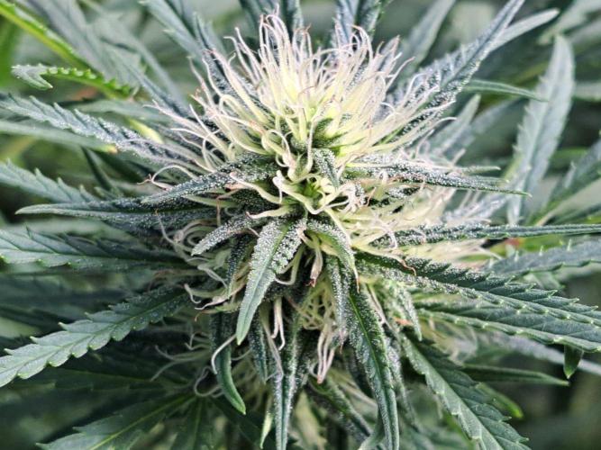 GH Biscotti#7 Zamnesia CLONE. Week 31 - DAY221 (42 days bloom)