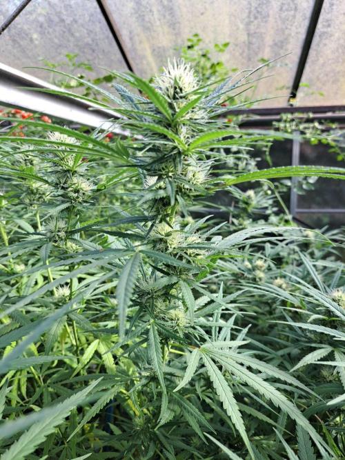 GH Biscotti#7 Zamnesia CLONE. Week 31 - DAY221 (42 days bloom)