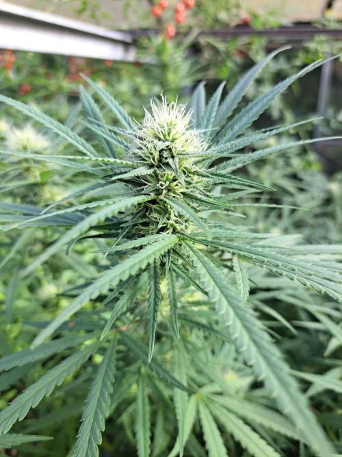 GH Biscotti#7 Zamnesia CLONE. Week 31 - DAY221 (42 days bloom)