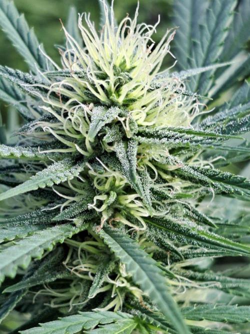 GH Biscotti#7 Zamnesia CLONE. Week 31 - DAY221 (42 days bloom)