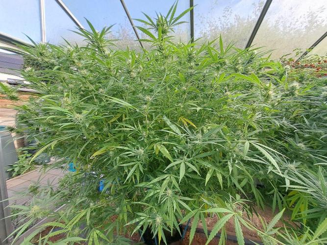 GH Biscotti#7 Zamnesia CLONE. Week 31 - DAY221 (42 days bloom) Plant #1