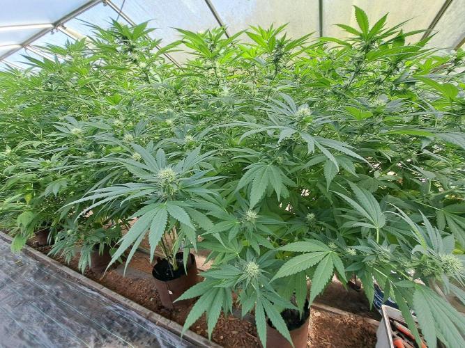 GH Cookies Gelato CLONE. Week 30 - DAY216 (35 days bloom)