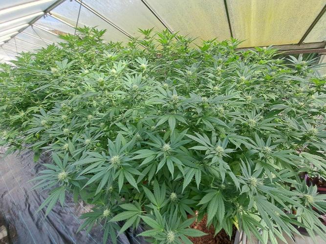 GH Cookies Gelato CLONE. Week 30 - DAY216 (35 days bloom)