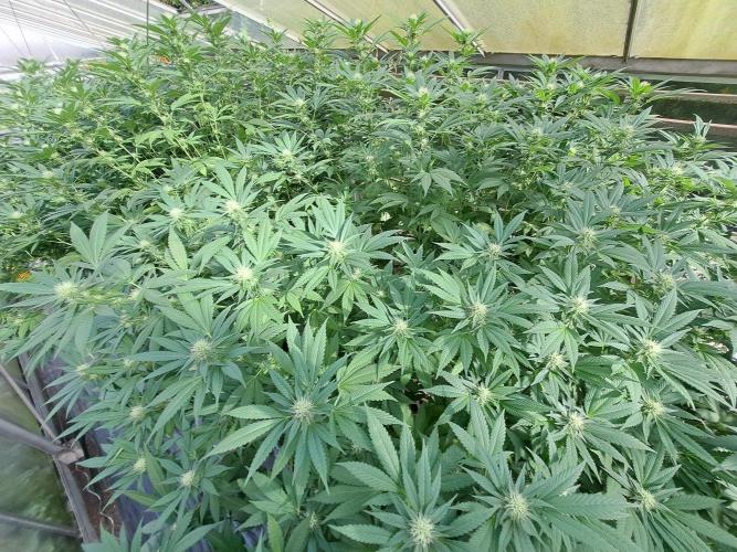 GH Cookies Gelato CLONE. Week 30 - DAY216 (35 days bloom)