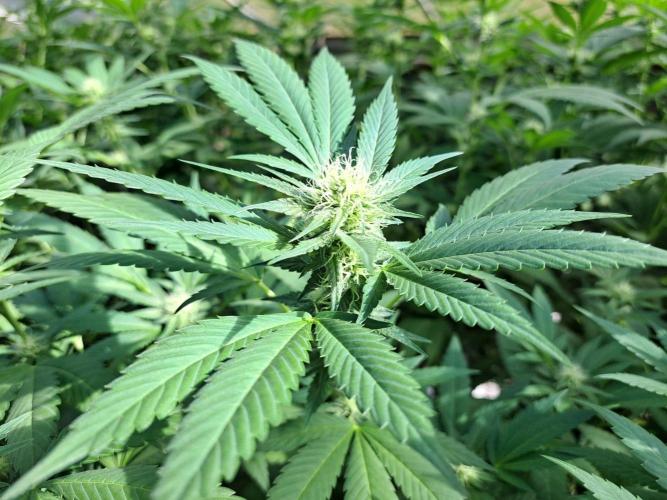 GH Cookies Gelato CLONE. Week 30 - DAY216 (35 days bloom)