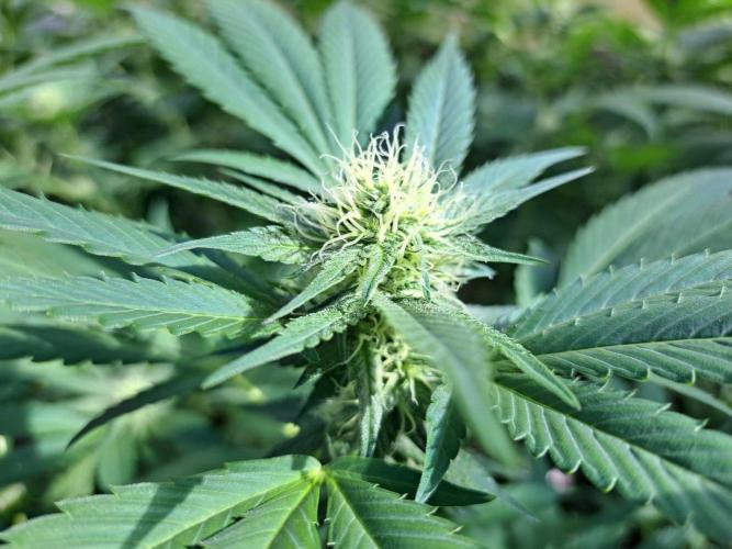 GH Cookies Gelato CLONE. Week 30 - DAY216 (35 days bloom)