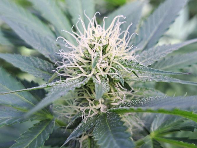 GH Cookies Gelato CLONE. Week 30 - DAY216 (35 days bloom)