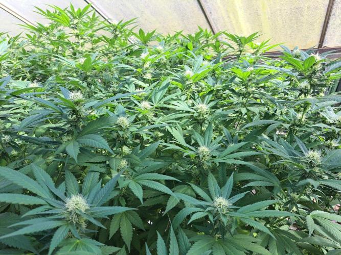 GH Cookies Gelato CLONE. Week 30 - DAY216 (35 days bloom)