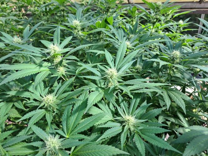 GH Cookies Gelato CLONE. Week 30 - DAY216 (35 days bloom)