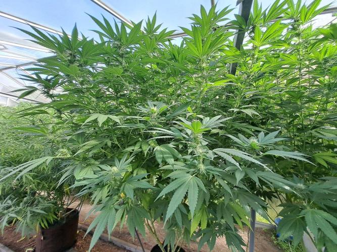 GH Cookies Gelato CLONE. Week 30 - DAY216 (35 days bloom) Plant #1
