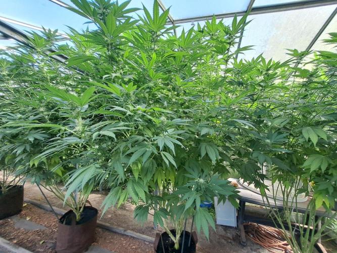 GH Cookies Gelato CLONE. Week 30 - DAY216 (35 days bloom) Plant #2