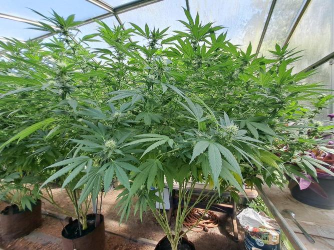 GH Cookies Gelato CLONE. Week 30 - DAY216 (35 days bloom) Plant #3