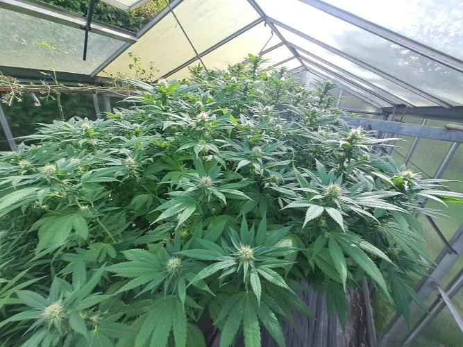 GH Cookies Gelato CLONE. Week 30 - DAY216 (35 days bloom)
