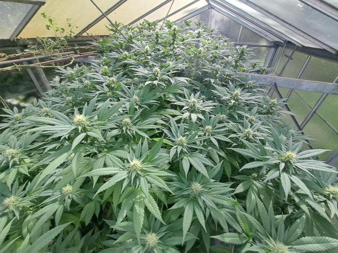 GH Cookies Gelato CLONE. Week 30 - DAY216 (35 days bloom)