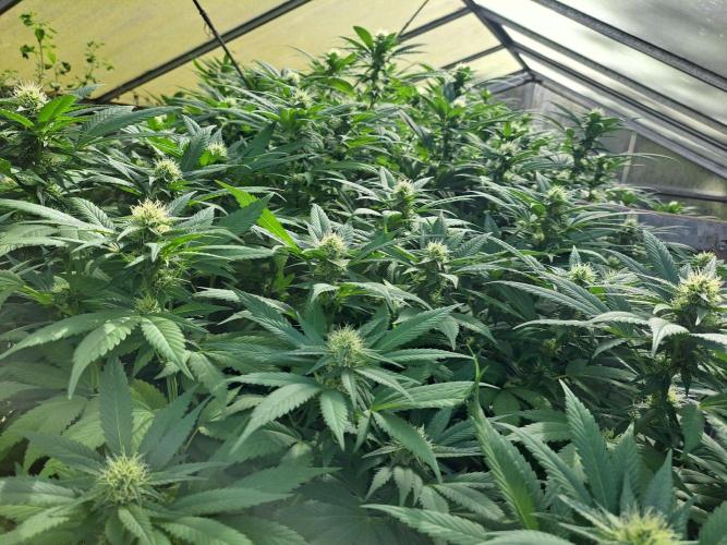 GH Cookies Gelato CLONE. Week 30 - DAY216 (35 days bloom)