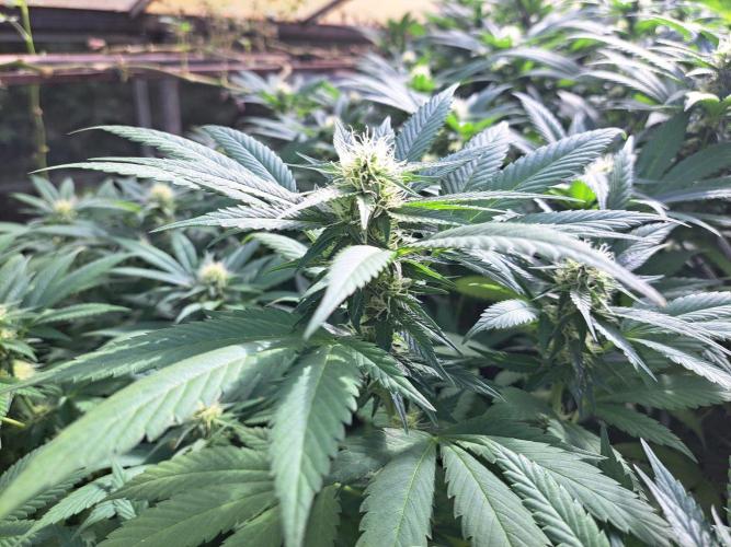 GH Cookies Gelato CLONE. Week 30 - DAY216 (35 days bloom)