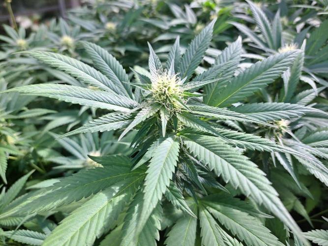 GH Cookies Gelato CLONE. Week 30 - DAY216 (35 days bloom)