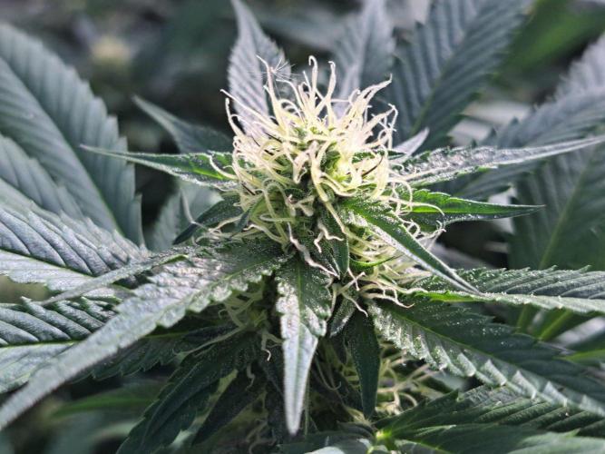 GH Cookies Gelato CLONE. Week 30 - DAY216 (35 days bloom)