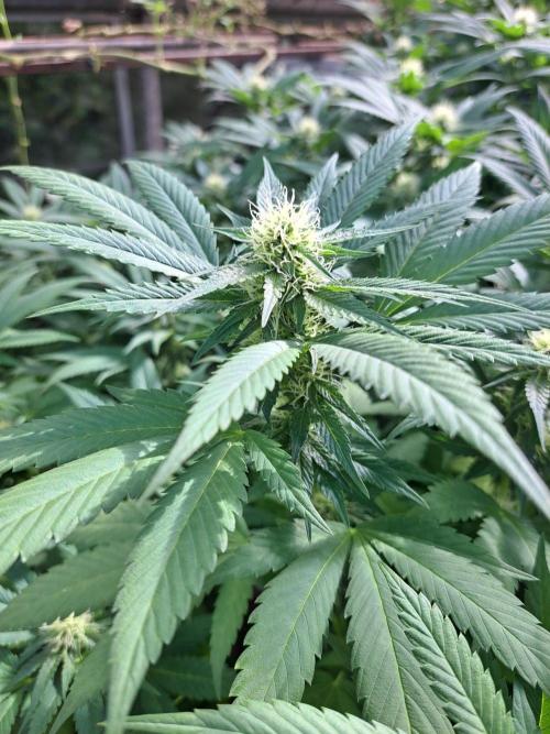 GH Cookies Gelato CLONE. Week 30 - DAY216 (35 days bloom)