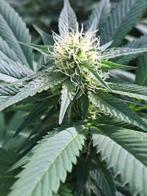 GH Cookies Gelato CLONE. Week 30 - DAY216 (35 days bloom)