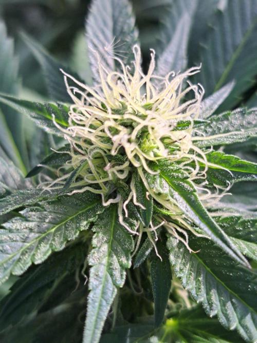 GH Cookies Gelato CLONE. Week 30 - DAY216 (35 days bloom)