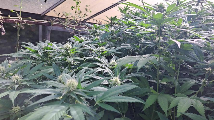 GH Cookies Gelato CLONE