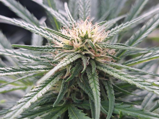 OUT Biscotti#7 CLONE. Week 20 - DAY139  (42 days bloom) Plant #1