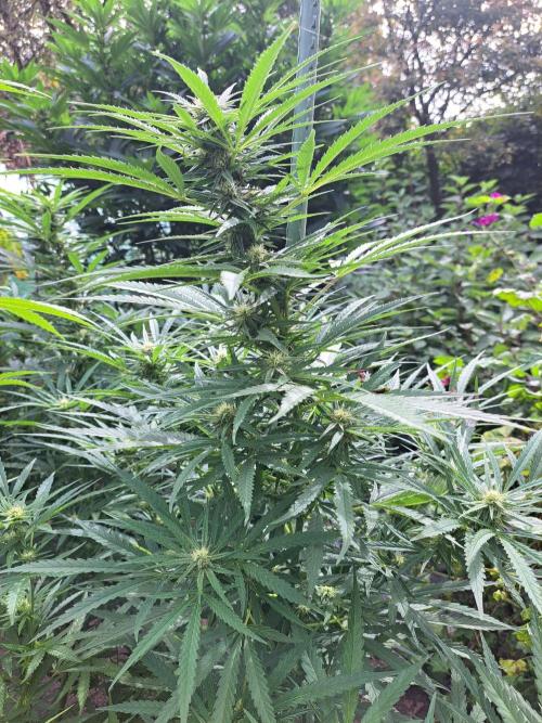 OUT Biscotti#7 CLONE. Week 20 - DAY139  (42 days bloom) Plant #1