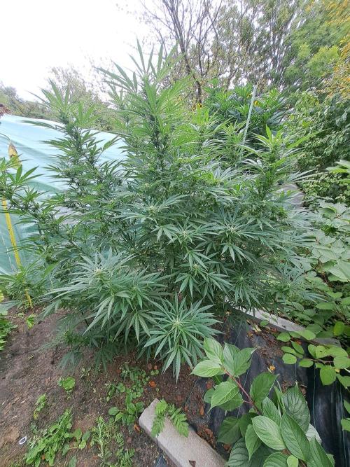 OUT Biscotti#7 CLONE. Week 20 - DAY139  (42 days bloom) Plant #2