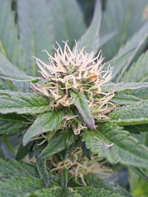 OUT Cookies Gelato CLONE. Week 20 - DAY139 (35 days of bloom) Plant #1